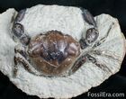 Fossil Crab Pulalius - Washington State #7319-2